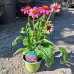 Echinacea purpurová (Echinacea purpurea) ´WILD BERRY´, kont. C1.5L